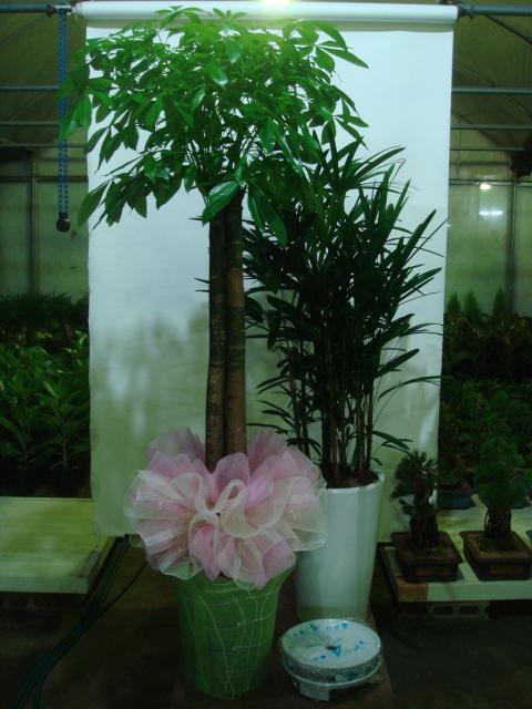 11-26 ڼ ȭ