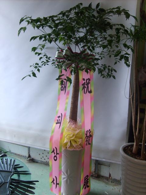 9-09 ǻ ȭ
