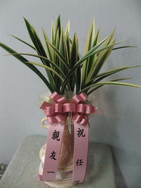 11-02 鱤 糭