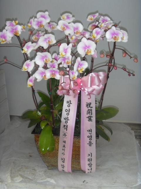 4-13 ֿ 糭