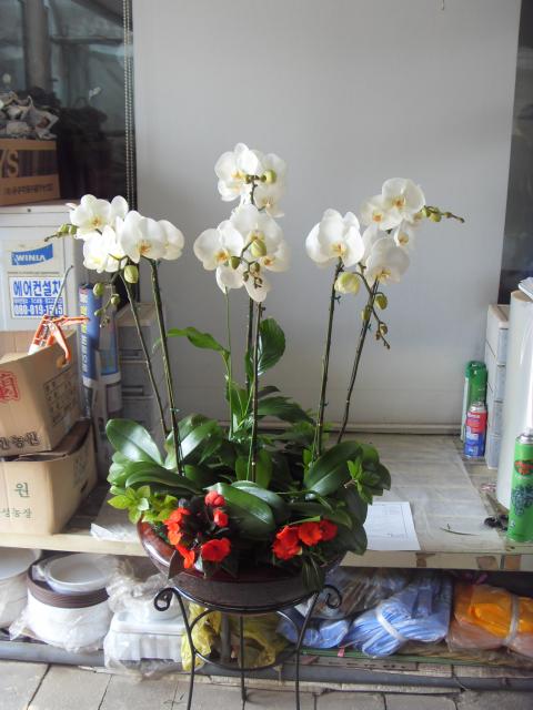 5-18 ̿ 糭