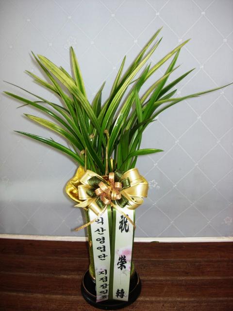9-01 մ 糭